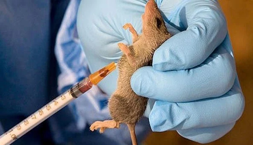 Lassa fever: Enugu on alert after Benue health workers’ death